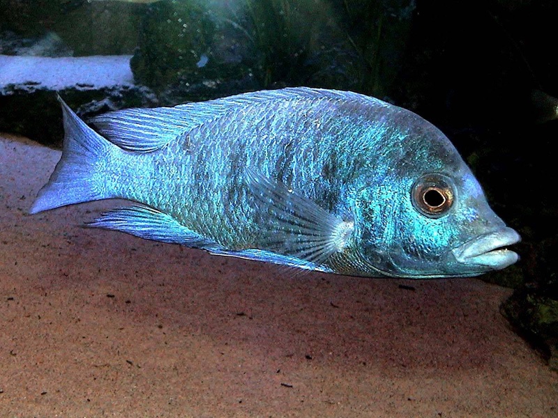 Placidochromis sp. 'phenochilus gissel' Border